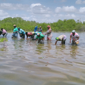 Focus sur le projet « Diffusion d’Expériences innovantes de gestion participative : Mangroves et Territoires » (DEMETER)